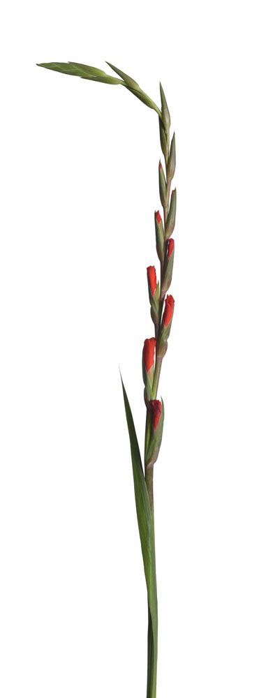Preview gladiole 05.jpg